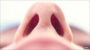 Human nose