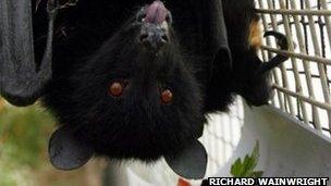 Fruitbat at Durrell