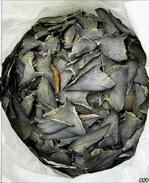 Bag of shark fins