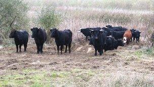 Cows at Cotswold Water Park