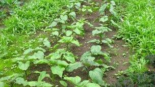 Vegetable allotment