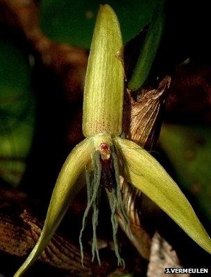 Bulbophyllum nocturnum (Image: Jaap Vermeulen)