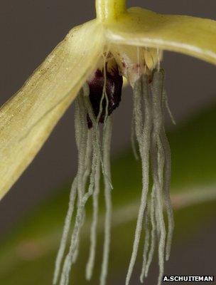 Bulbophyllum nocturnum (Image: Andre Schuiteman/Kew Gardens)