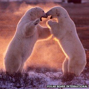 Polar bears sparring