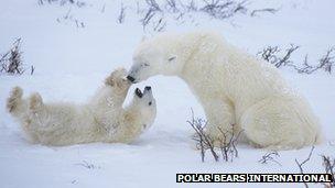 Mother and cub polar bears