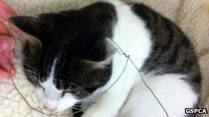 Rabbit snare around a cat's neck