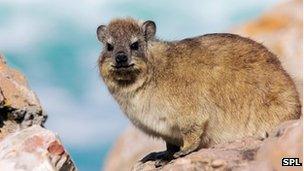 Hyrax (Credit: SPL)