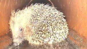 The hedgehog pictured on sewer CCTV