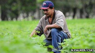 Soybean harvesting. Photo: N Palmer/CIAT