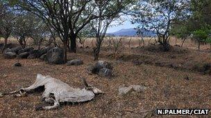 Carcass of a cow during Nicaragua's dry season