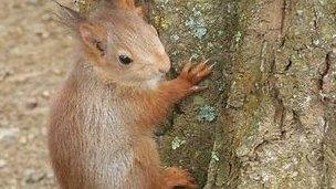 Red Squirrel in Jersey