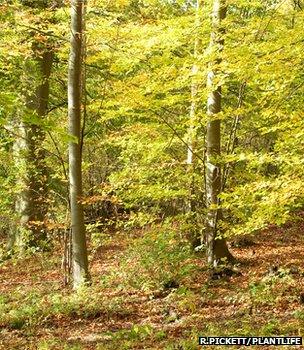 Beech woodland (Image: Robert Pickett/Plantlife)