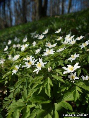 Wood Anemone (Image: Andrew Gagg/Plantlife)