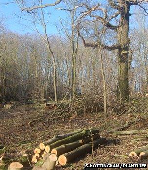 Coppiced logs (Image: Sue Nottingham/Plantlife)