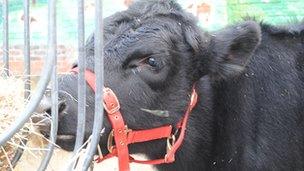 A cow eats some hay.