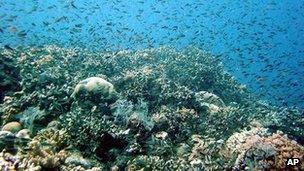 File image of coral off the Queensland coast