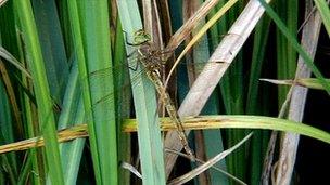 A Norfolk hawker dragonfly sitting on reeds