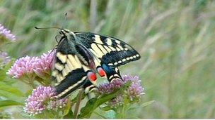 A swallowtail butterfly sitting on clover