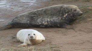 Seals at Donna Nook