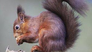 Red Squirrel