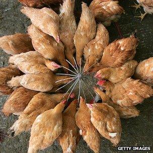 Chickens in Chinese market