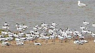 Avocets on Havergate Island