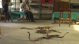 Snakes let loose in Indian office