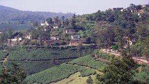 Kerala tea plantations