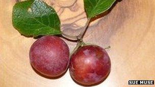 Denbigh Plum