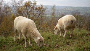 Sheep at Brown's Folly