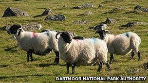 Sheep on Dartmoor: National Park Authority