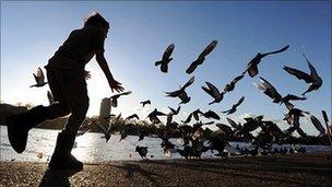 Boy chasing birds