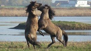 Konik horses