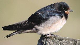 Barn swallow