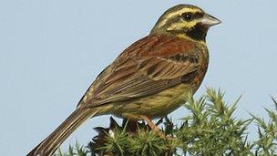 Cirl bunting