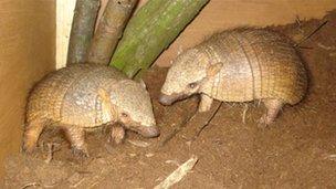 Armadillos. Copyright: Askham Bryan College