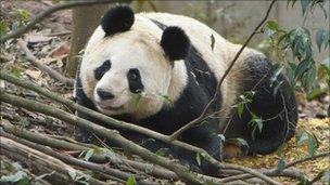 Female Giant Panda Tian Tian