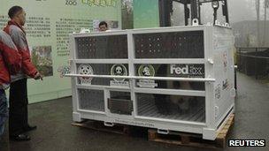 Panda in FedEx container