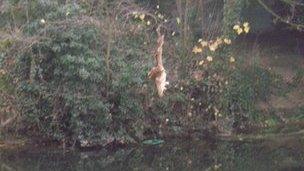 The tawny owl was dangling above the River Leam