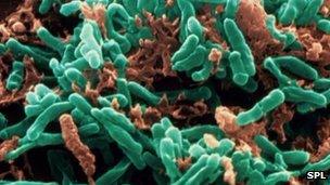 Tuberculosis bacteria