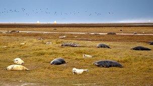 Seals at Donna Nook, Lincolnshire