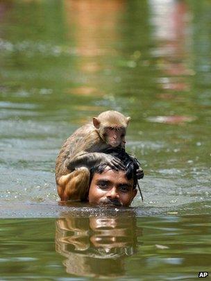 A monkey holds on to its keeper who wades through flood waters in Bangladesh