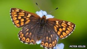 Duke of Burgundy butterfly