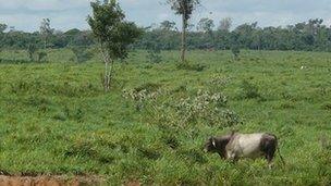 Cow grazing on cleared land in the Amazon state of Para