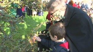 The Holy Thorn being cut by schoolboy Jack Roll, aged seven