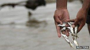 A man collects fish from the Mekong River in Phnom Penh on 8 December 2011