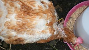 Rescued battery hen