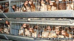 Chickens in battery cages