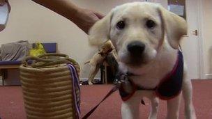 One of the puppies being trained