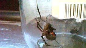 Black widow spider